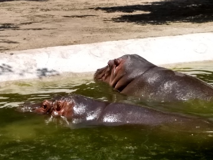 hippopotamus
