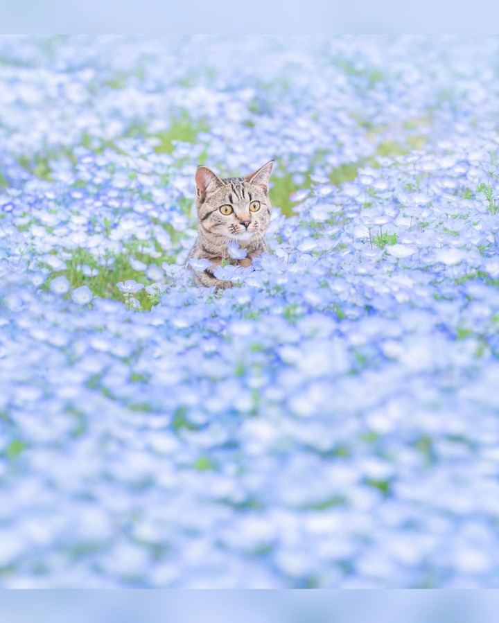 Flower field