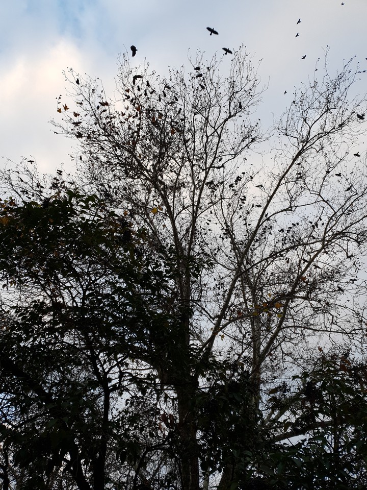 View of Tree