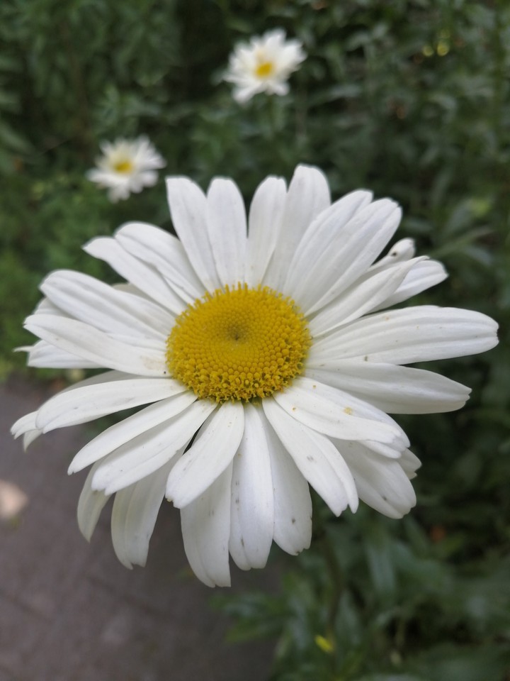 Blume