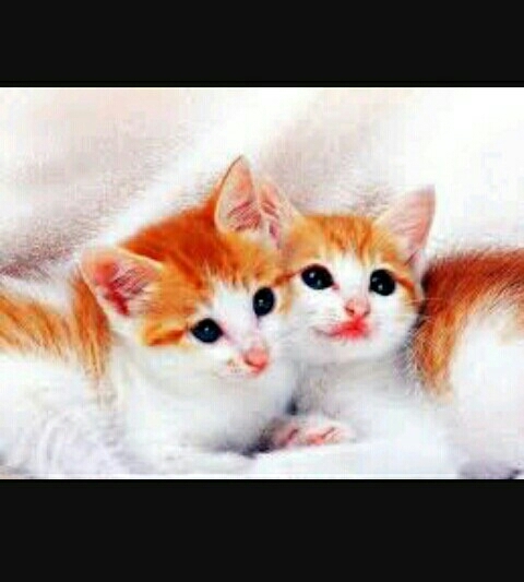 two cats❤❤