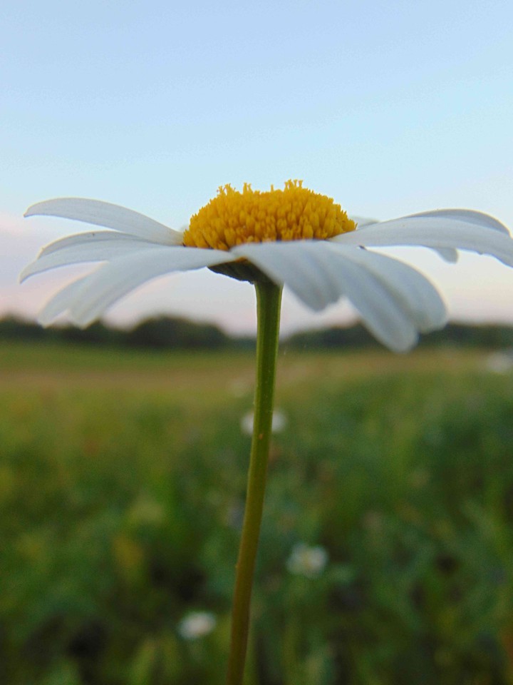 Chamomile is for the garden, the sun is for the day, the mon