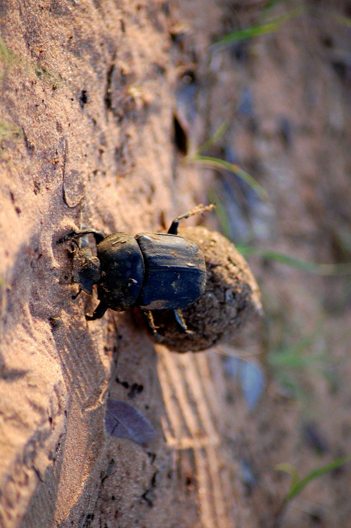 Rolling in the dirt