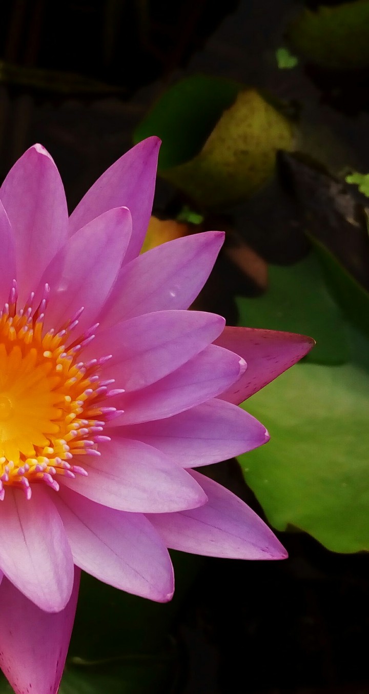 Lotus