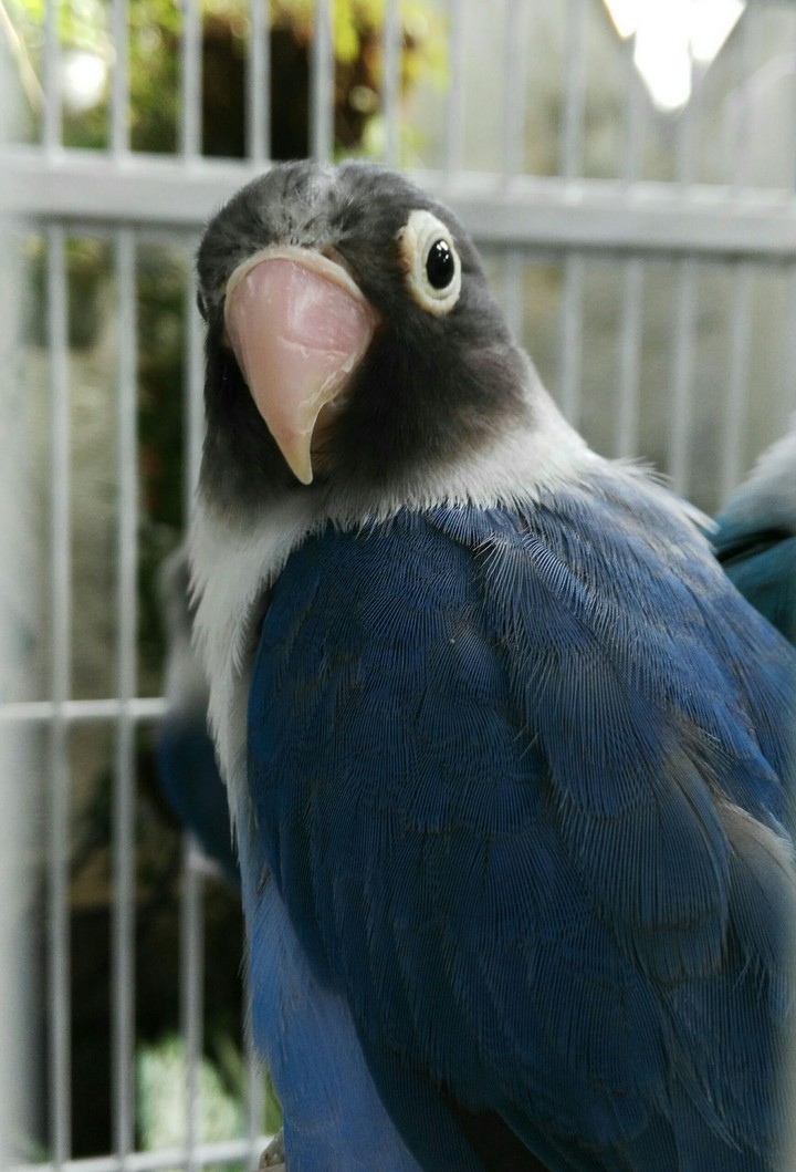 Curious Parrot