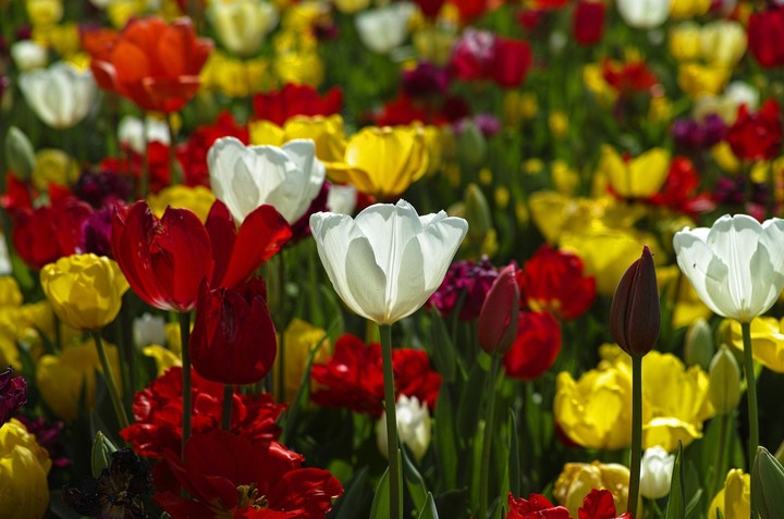 beautiful flowers...