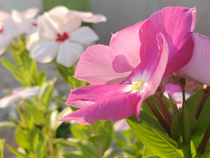 pink  vinca flower