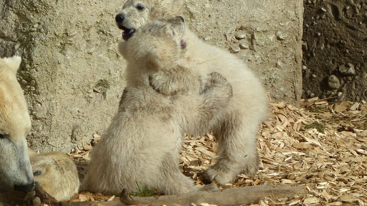 Tierpark Hellabrunn 2014