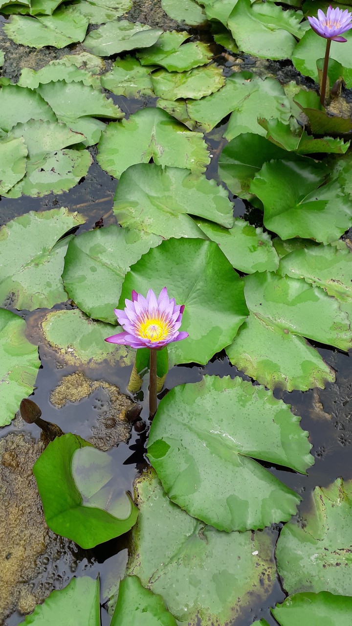 lotus