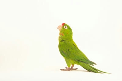 photo ark