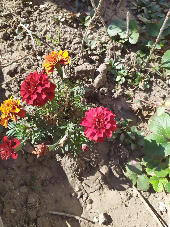 autumn colours
