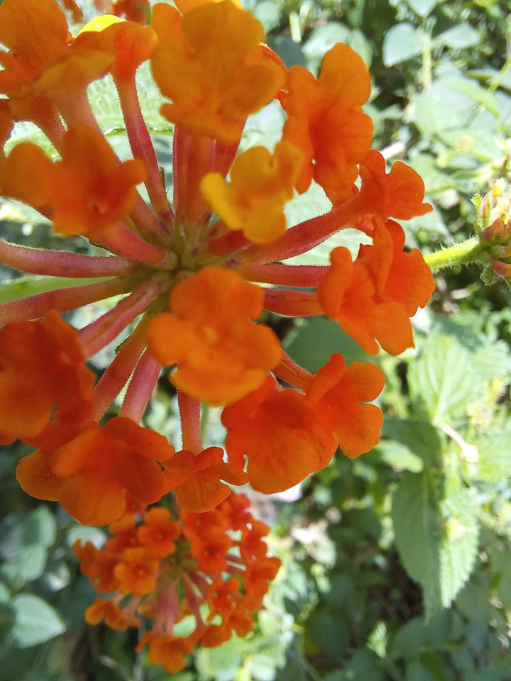 fleurs