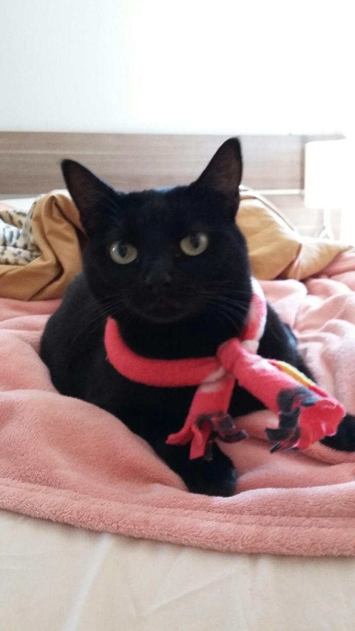 Gatinho com frio
