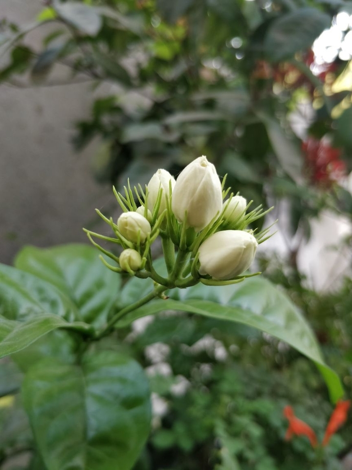 Jasmine