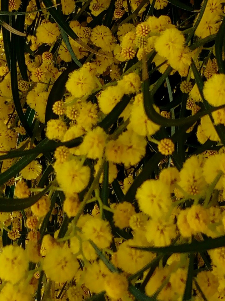 yellow