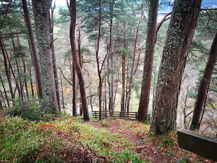 Scotland wood