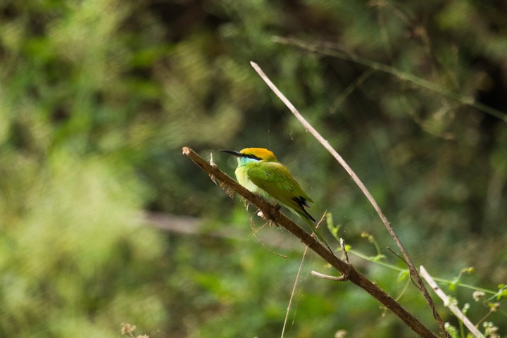 #wildlife
