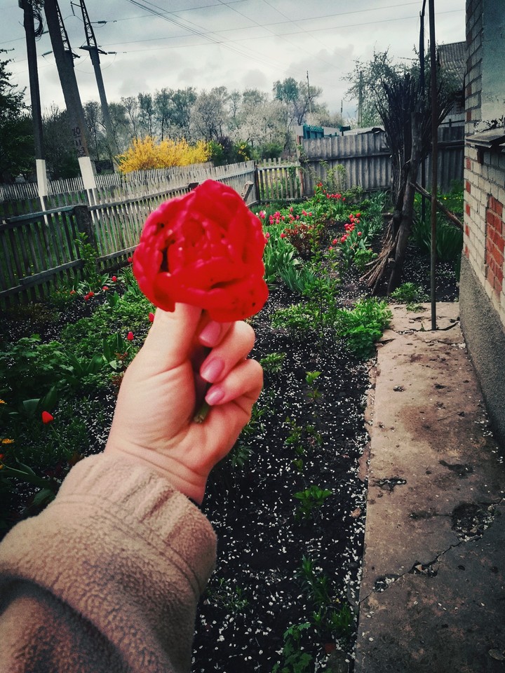 flower
