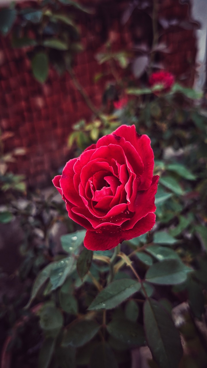 rose