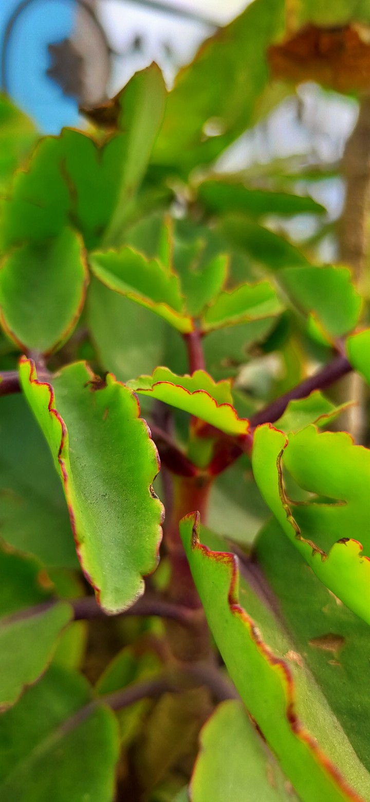 Plants