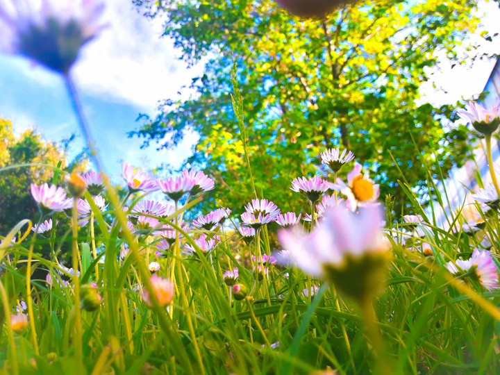 Summer flowers