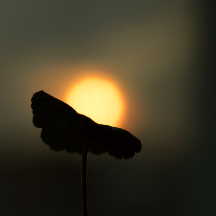 sun flower