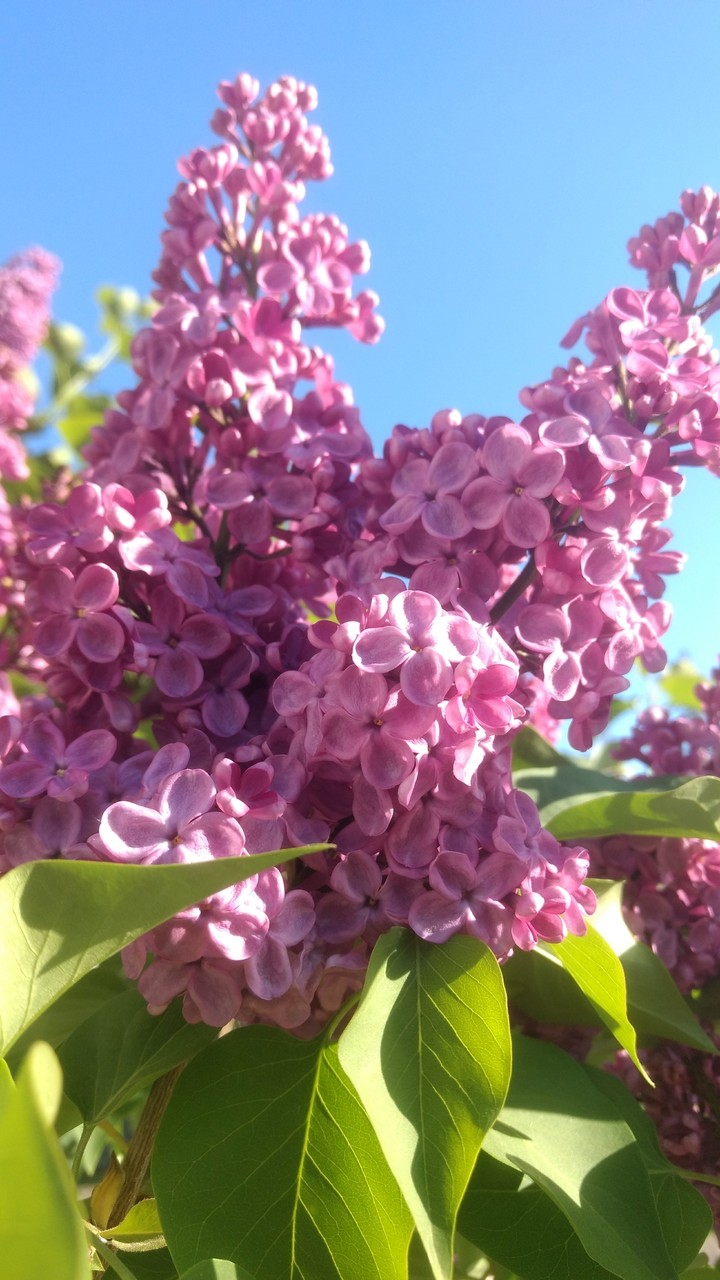 Lilac.