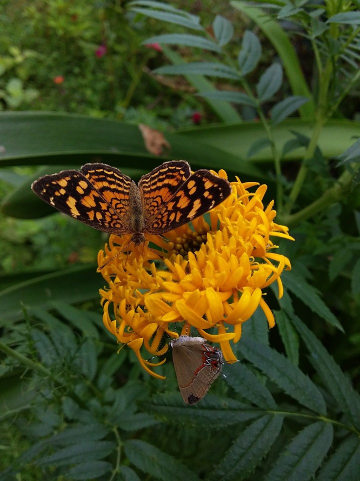Floriposa