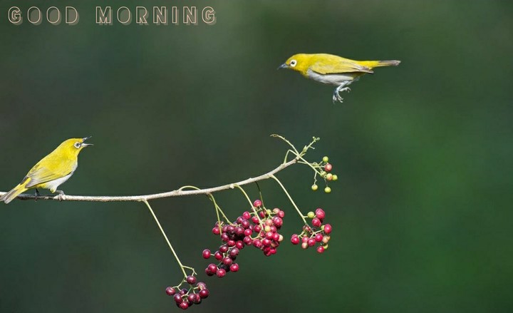 good morning