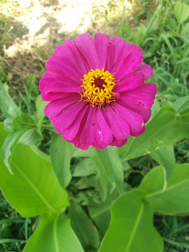flower