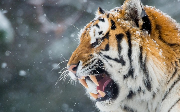 Hungry Lion