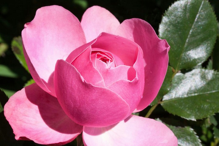 Pink Rose