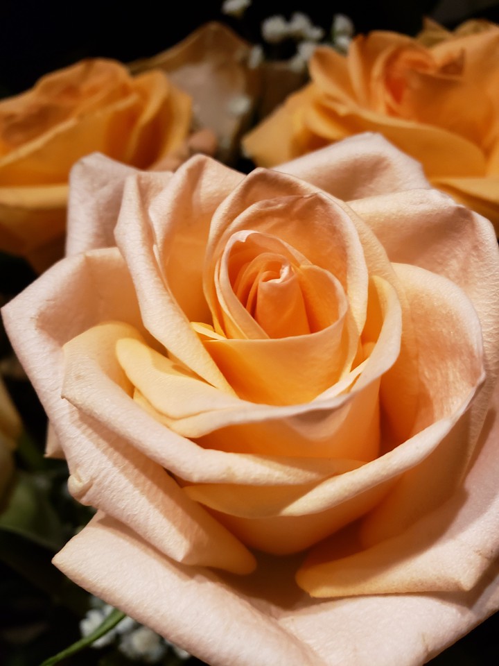 peach rose