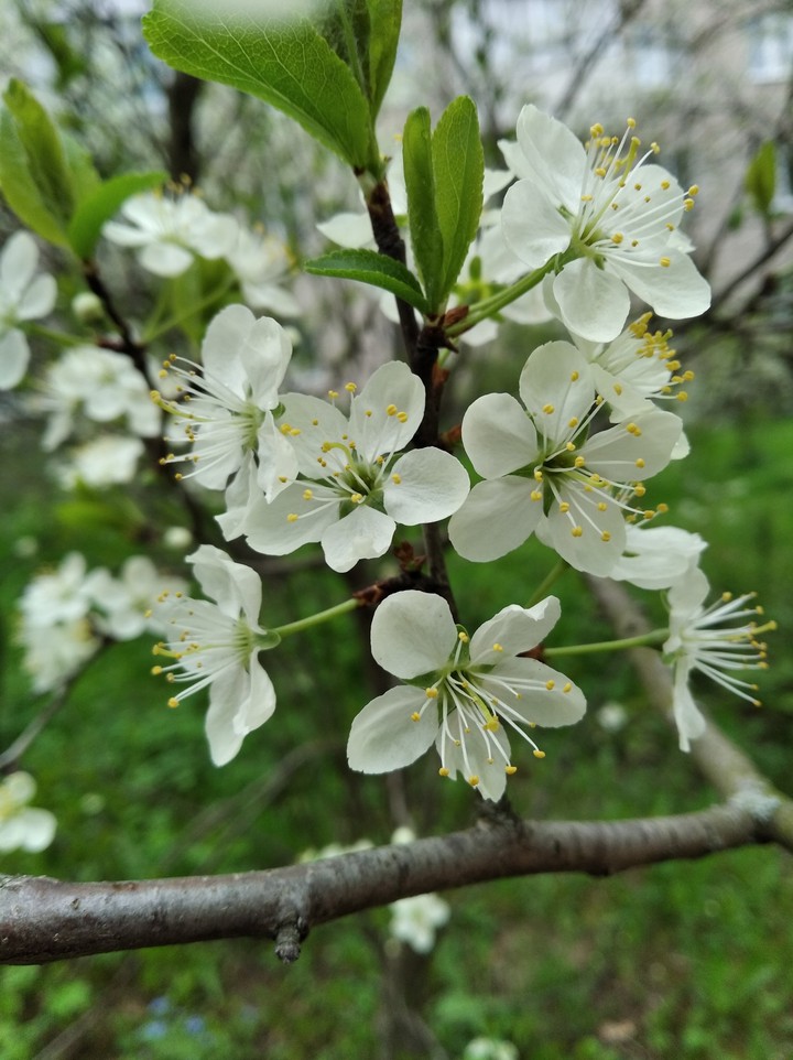 flowers