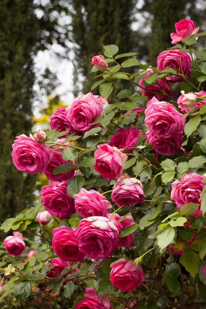 beautiful rose ...roze..گوڵەباغ