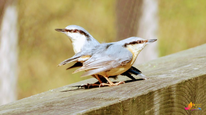 birds