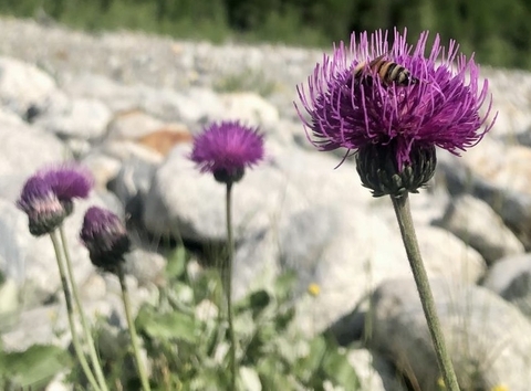 tapety cardoon, wildflower