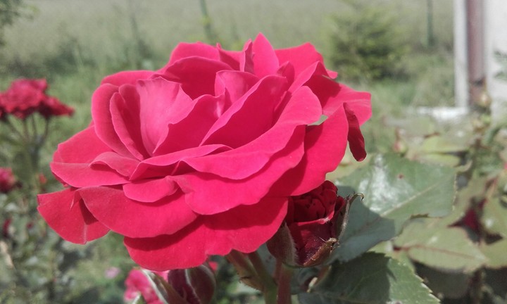 ~RedRose~