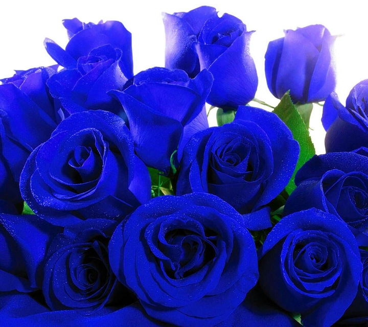 Blue Roses