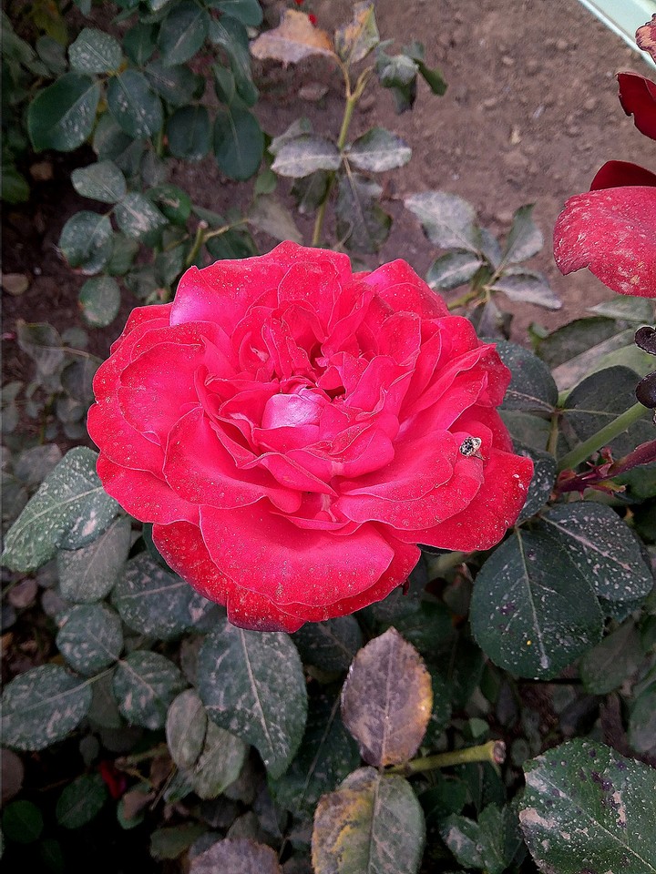 Red Rose