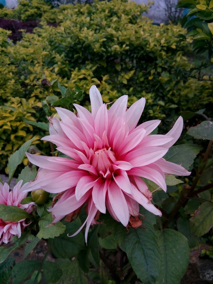 Yamini