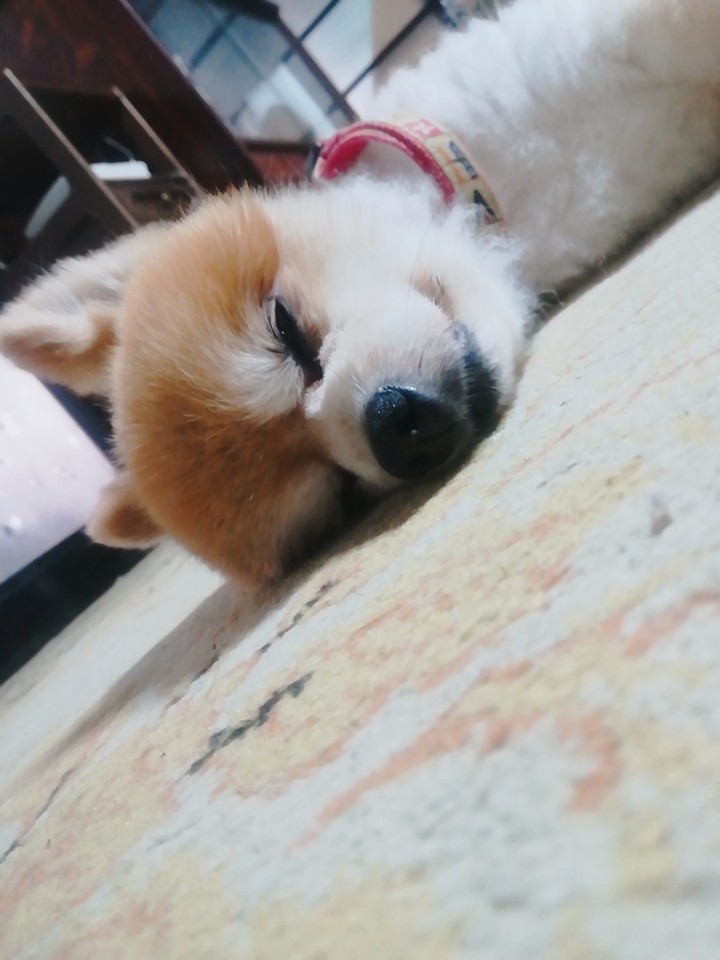 sleeping pomeranian