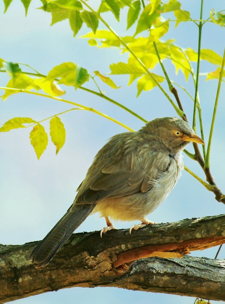 Himalayan bird