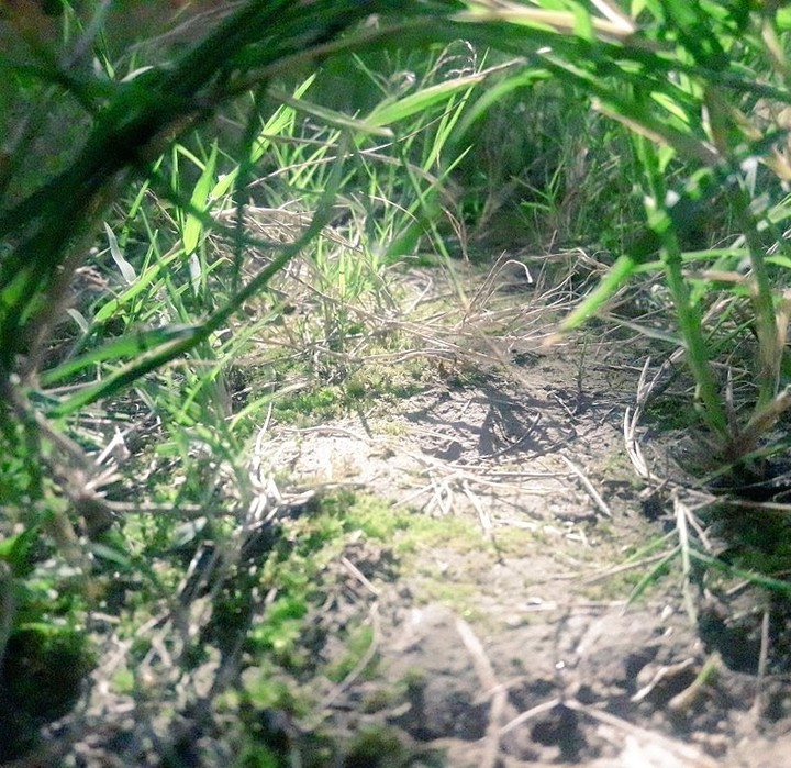 grass bridge ??