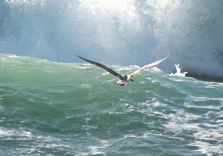 sea