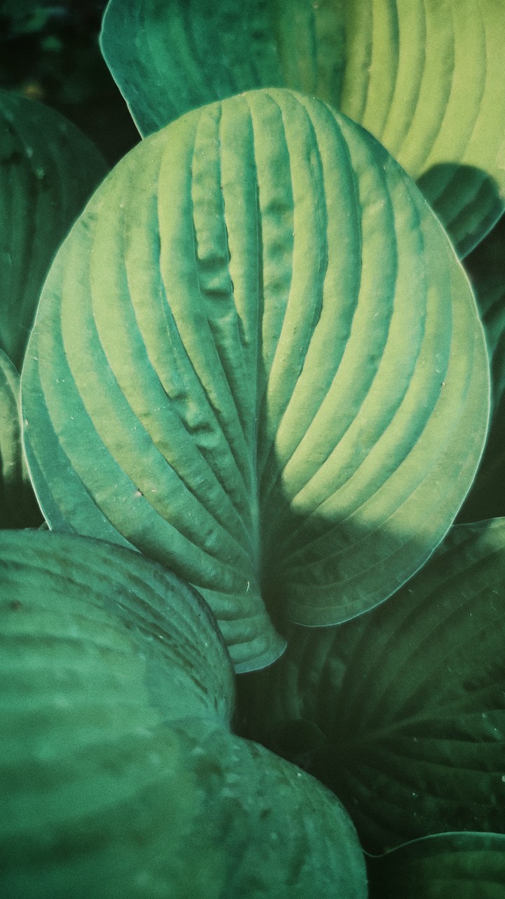 Leaves