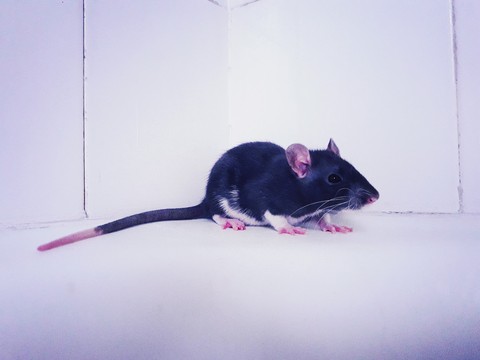 Sheeva