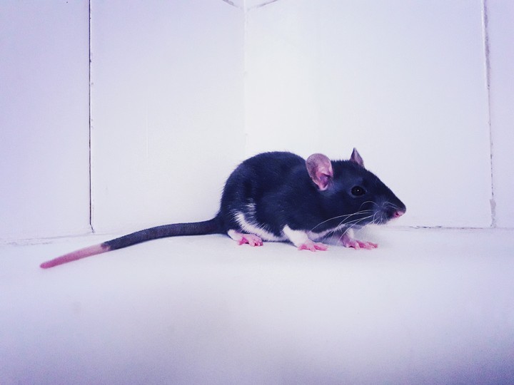 Sheeva