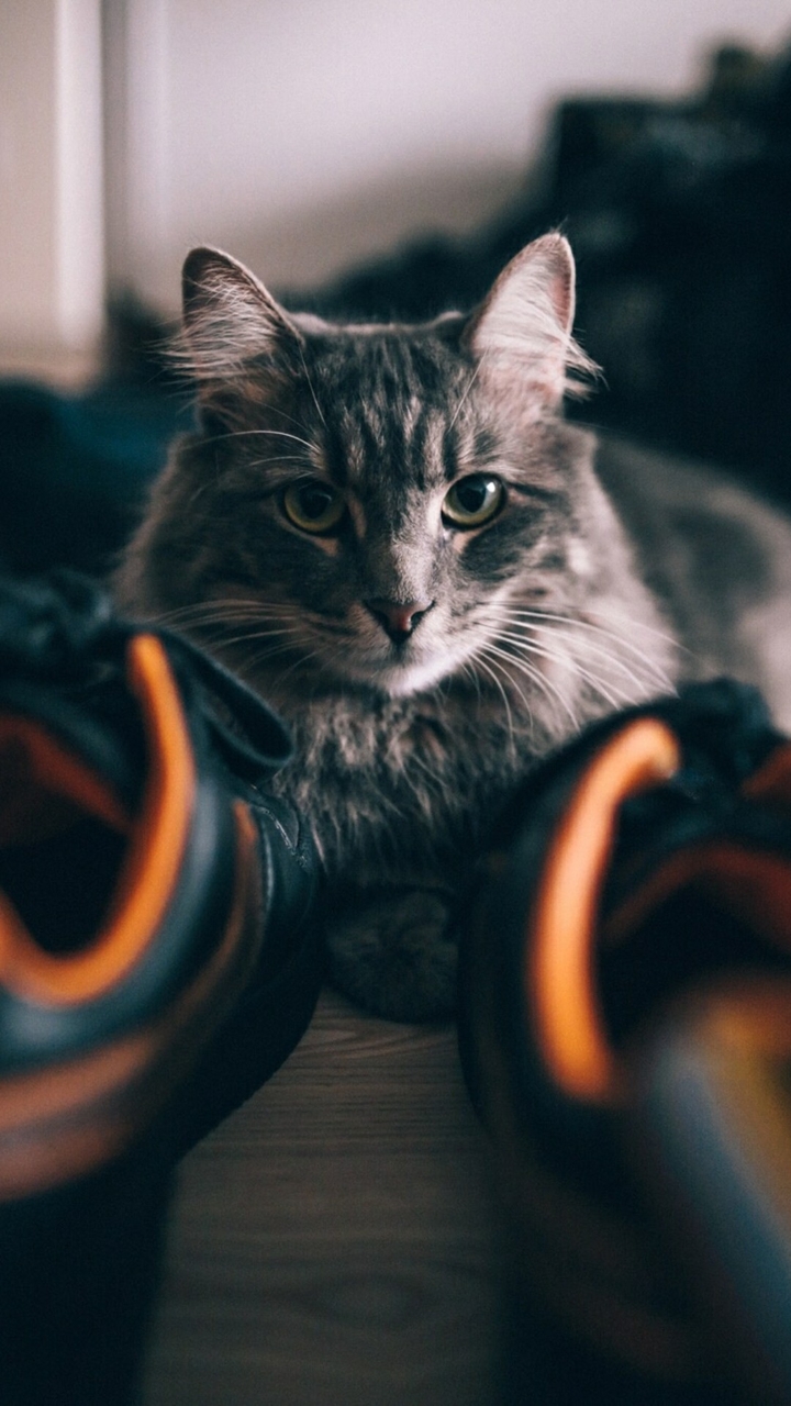 cute, gray cat