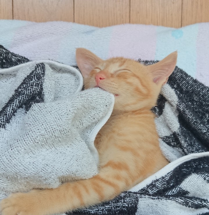 little cat